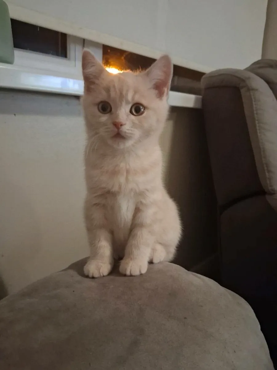 British Shorthair Kittens - Image 1