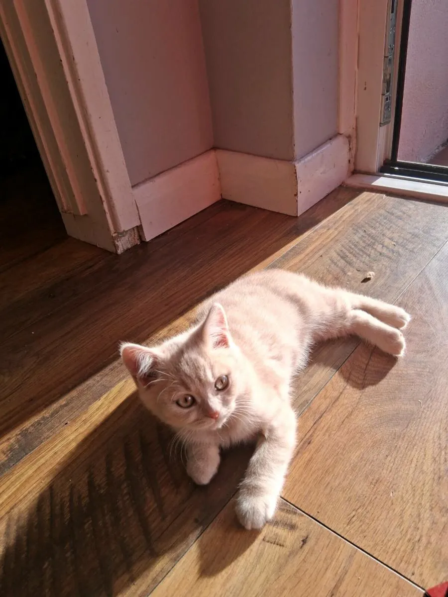 British Shorthair Kittens - Image 3