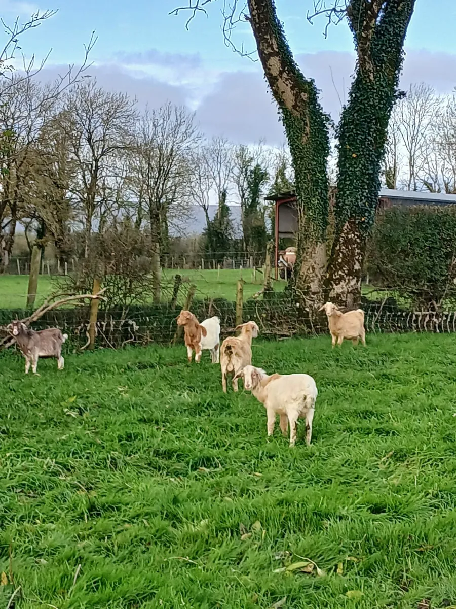 Young goats. - Image 1