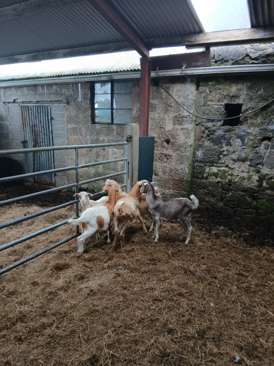 Young goats. - Image 2