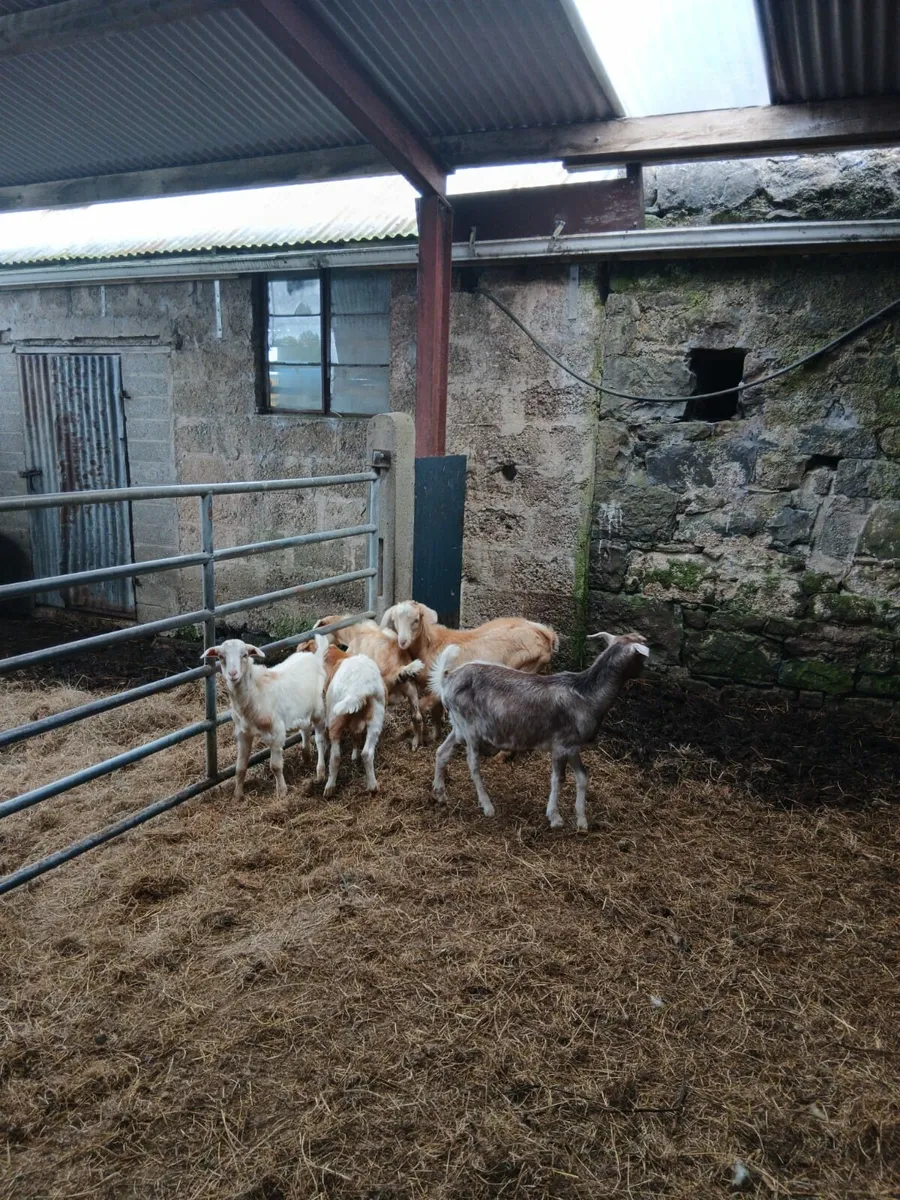 Young goats. - Image 3
