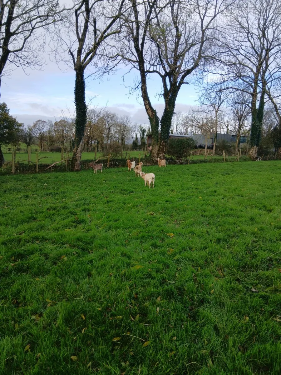 Young goats. - Image 4