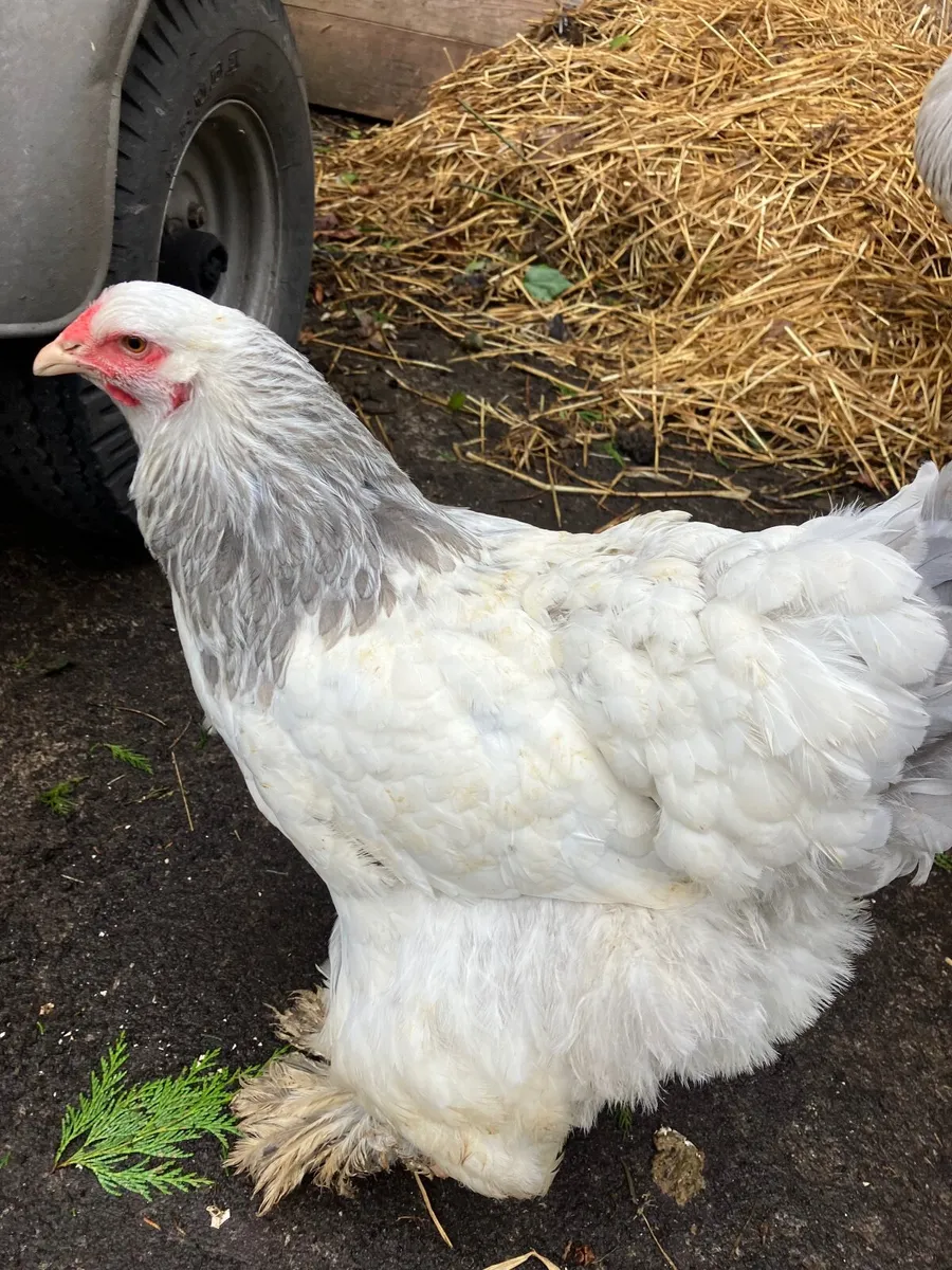 Poultry Brahma pair - Image 1