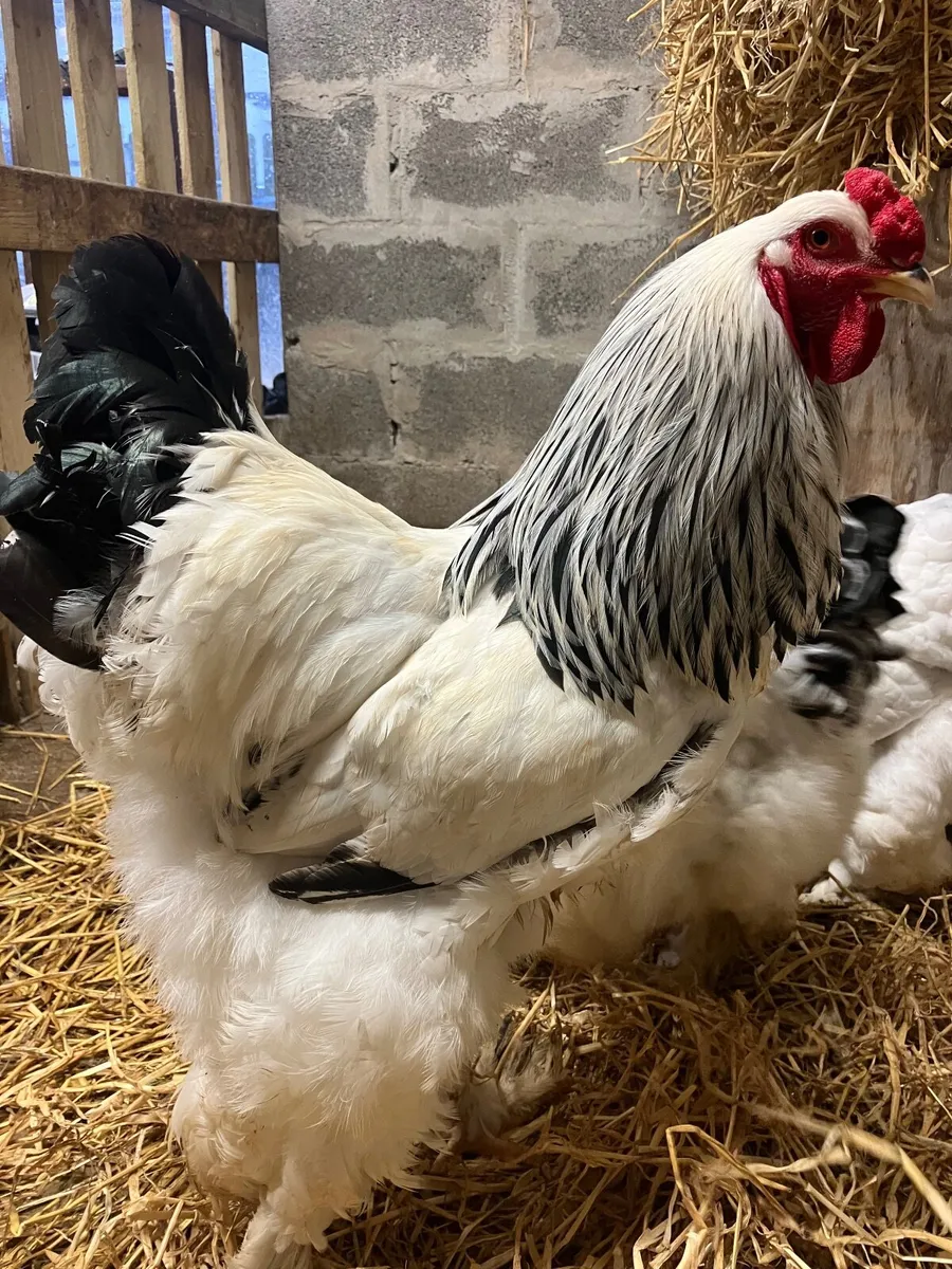 Poultry Brahma pair - Image 2