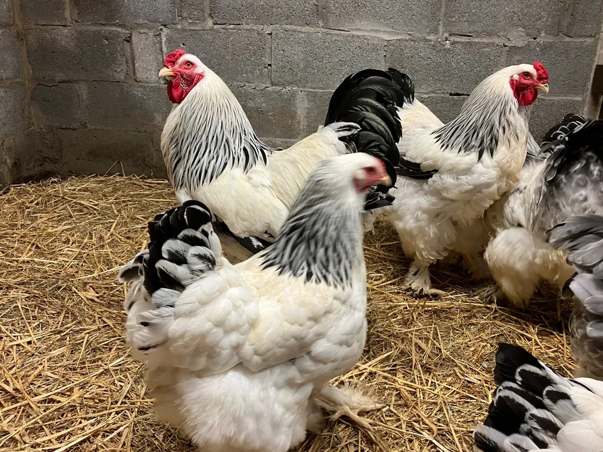 Poultry Brahma pair - Image 3