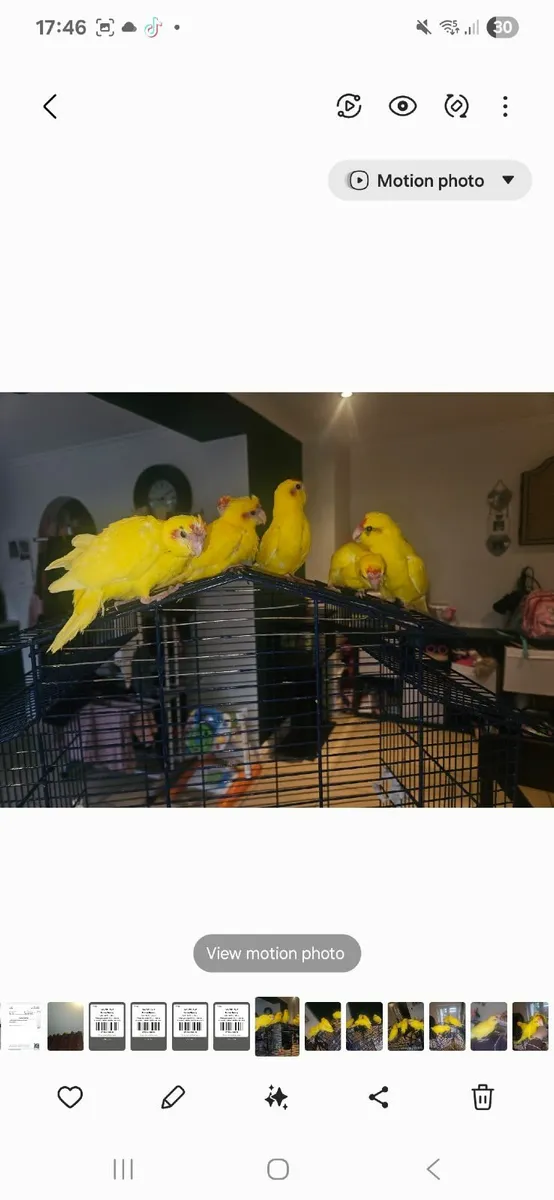 **🦜 Hand-Reared Kakariki Chicks 🦜** - Image 1