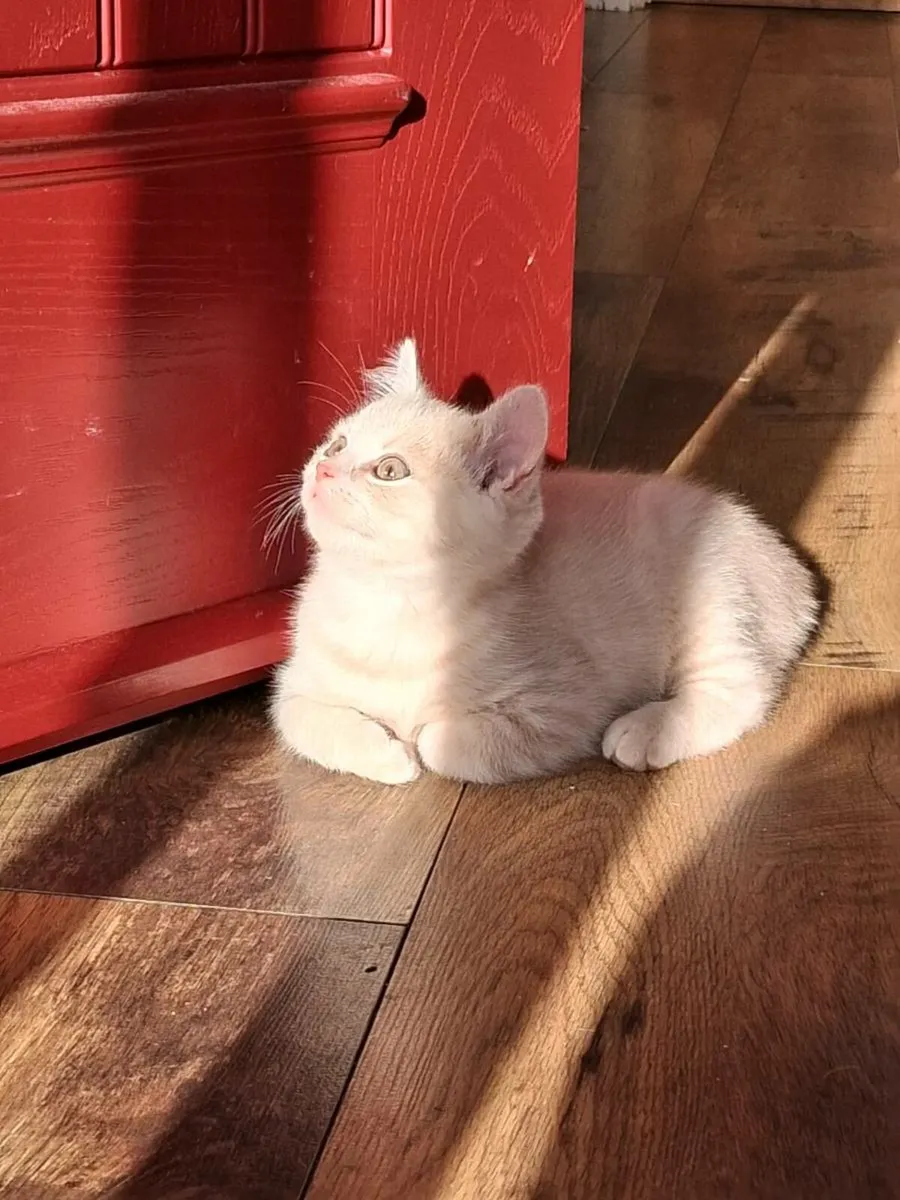 British Shorthair Kittens - Image 1