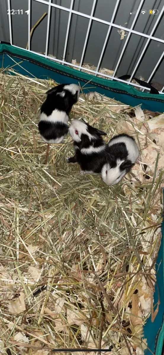Guinea pigs - Image 2