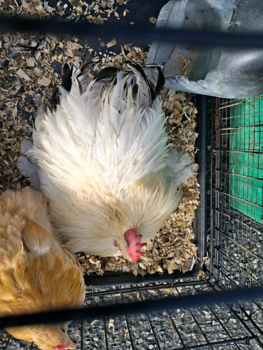 Pekin Pair - Image 4