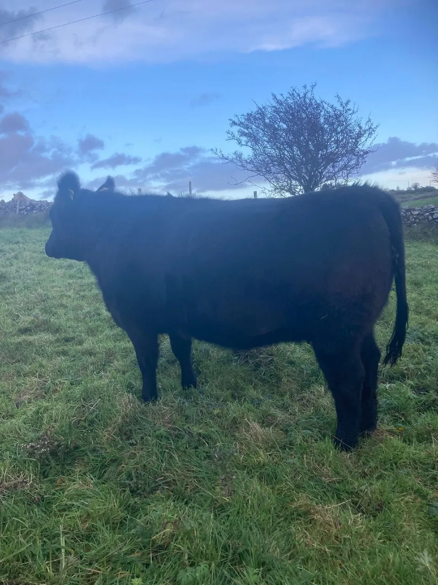 2 in calf Pedigree Registered Angus Heifers - Image 2