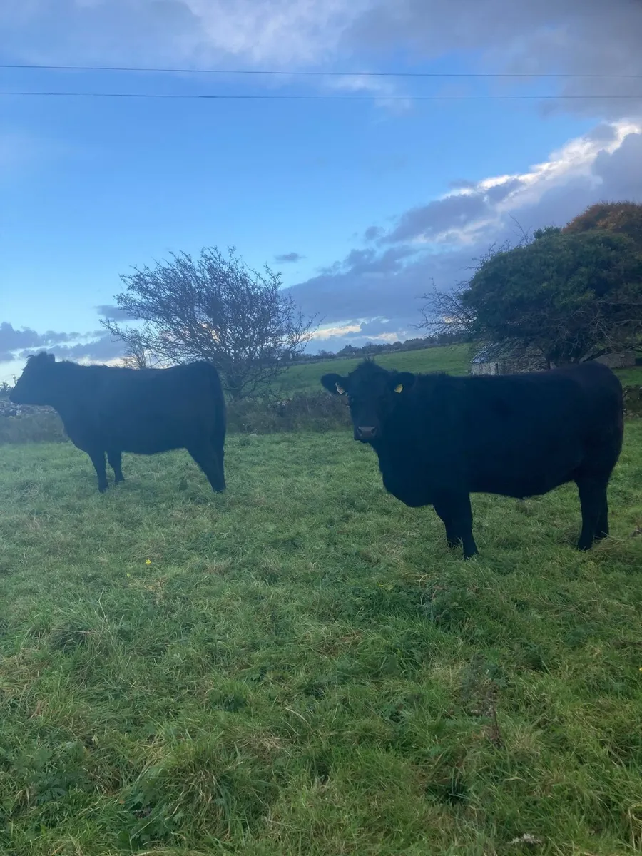 2 in calf Pedigree Registered Angus Heifers - Image 1