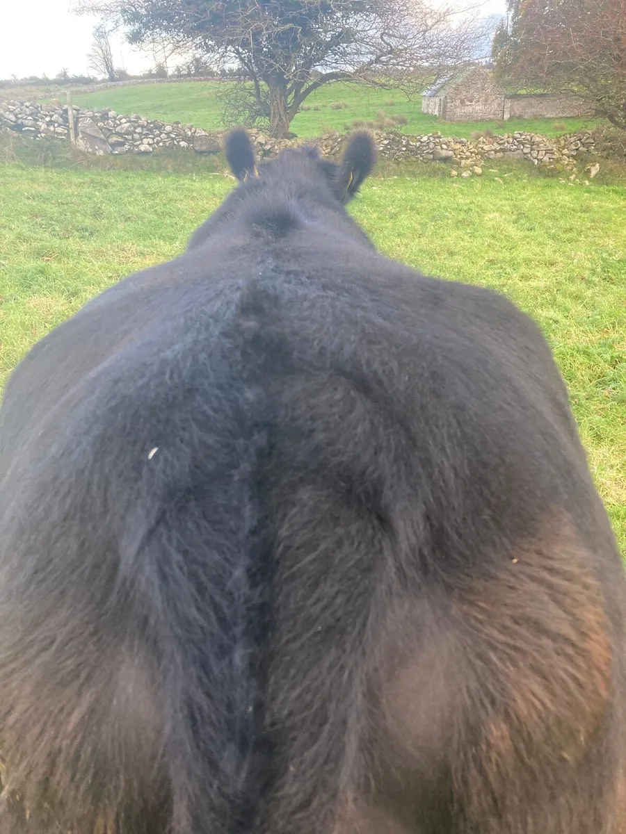 2 in calf Pedigree Registered Angus Heifers - Image 3