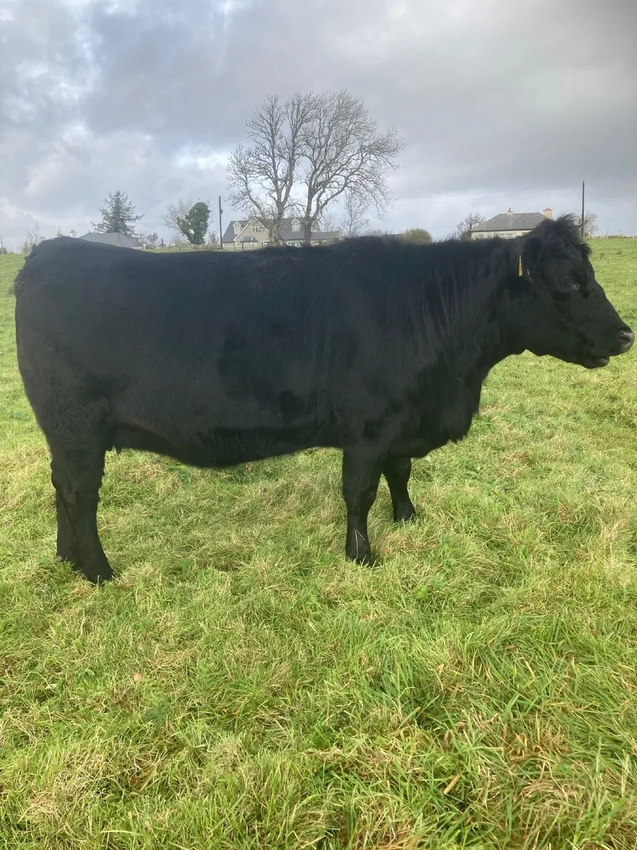 2 in calf Pedigree Registered Angus Heifers - Image 4