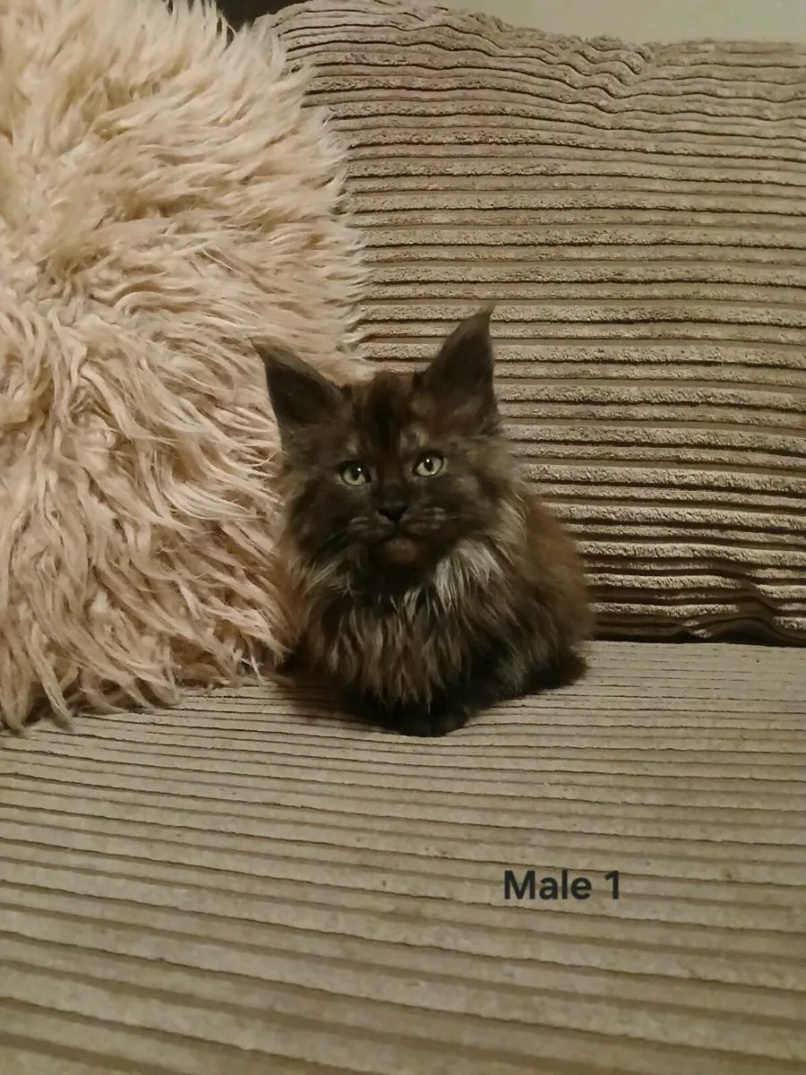 Maine coon kittens - Image 1