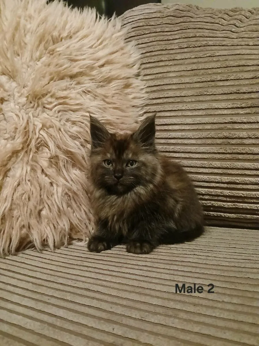 Maine coon kittens - Image 2