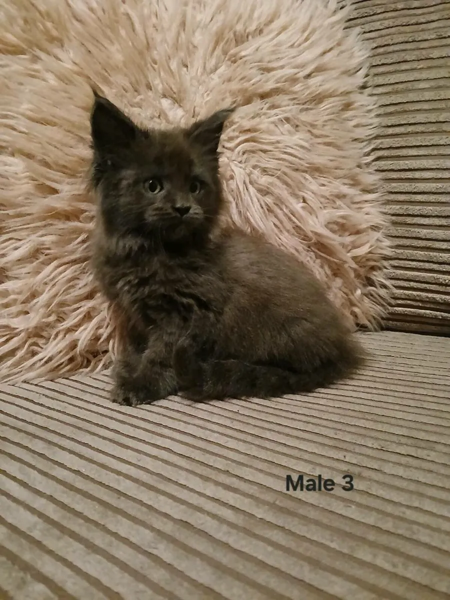 Maine coon kittens - Image 3