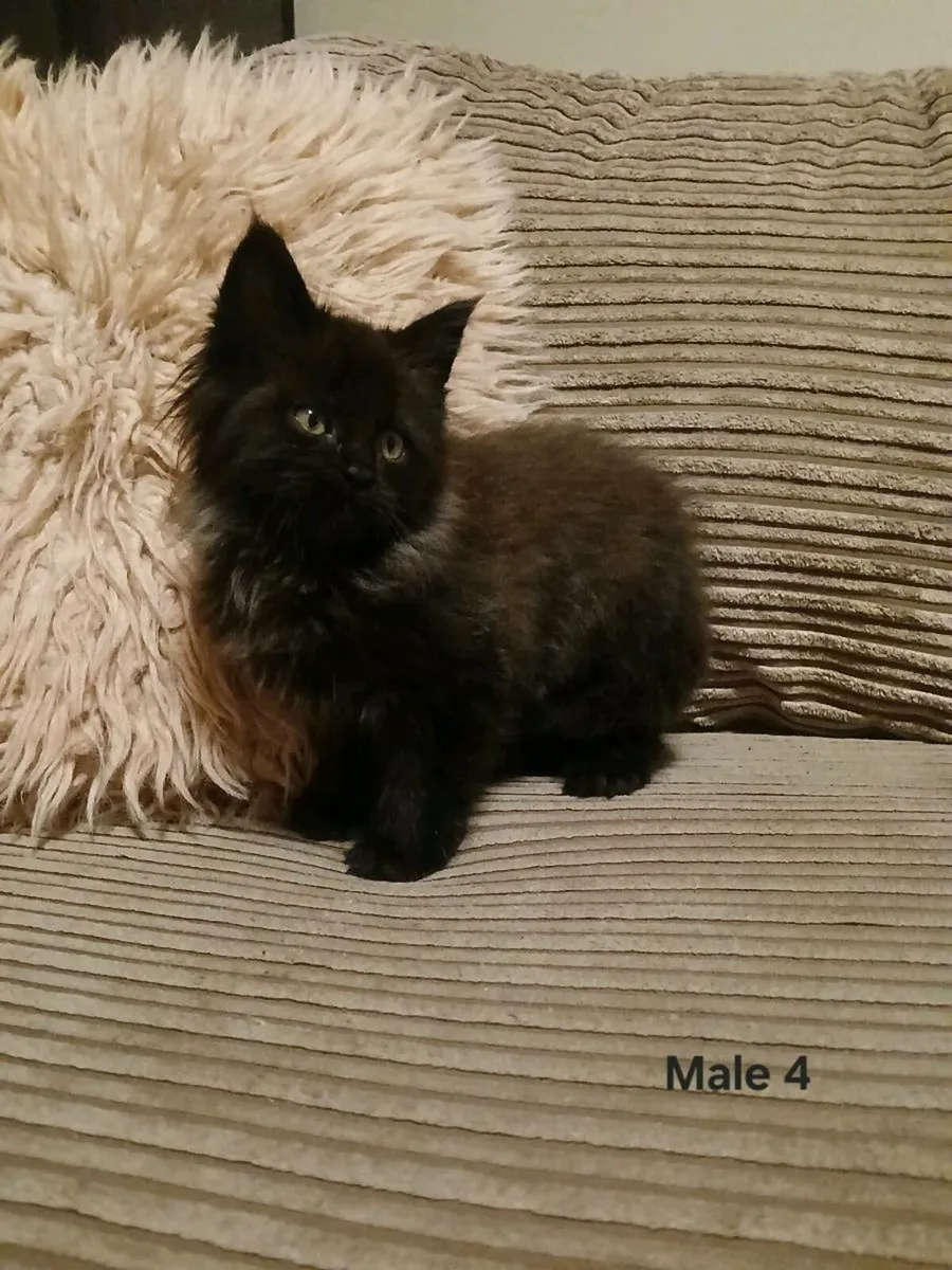 Maine coon kittens - Image 4