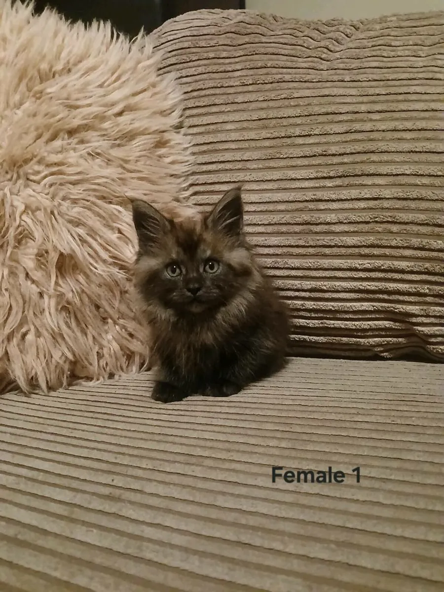 Maine coon kittens - Image 4