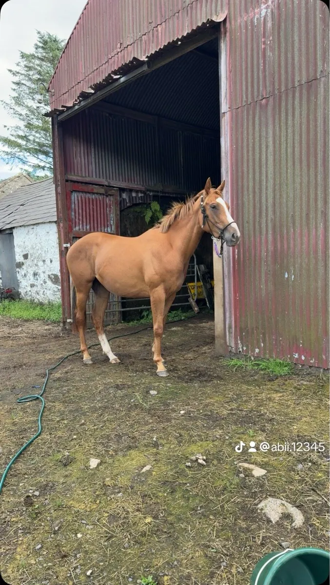 15.2hh mare - promising jumper. - Image 1