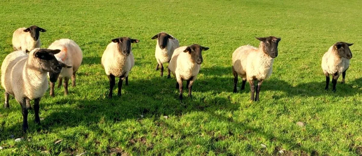BREEDING EWES - Image 1