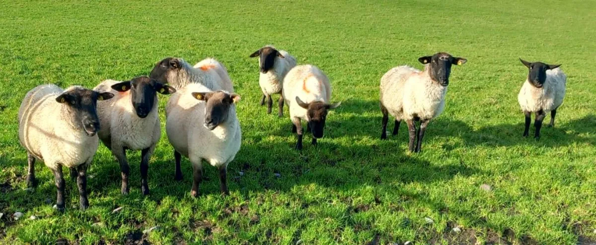 BREEDING EWES - Image 2