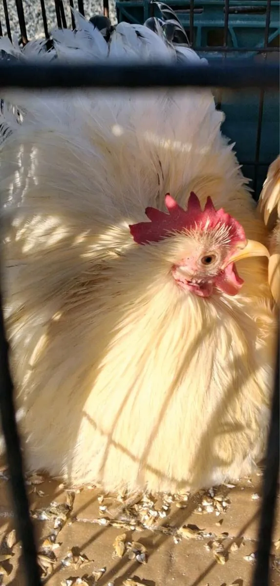 Pekin Pair - Image 2