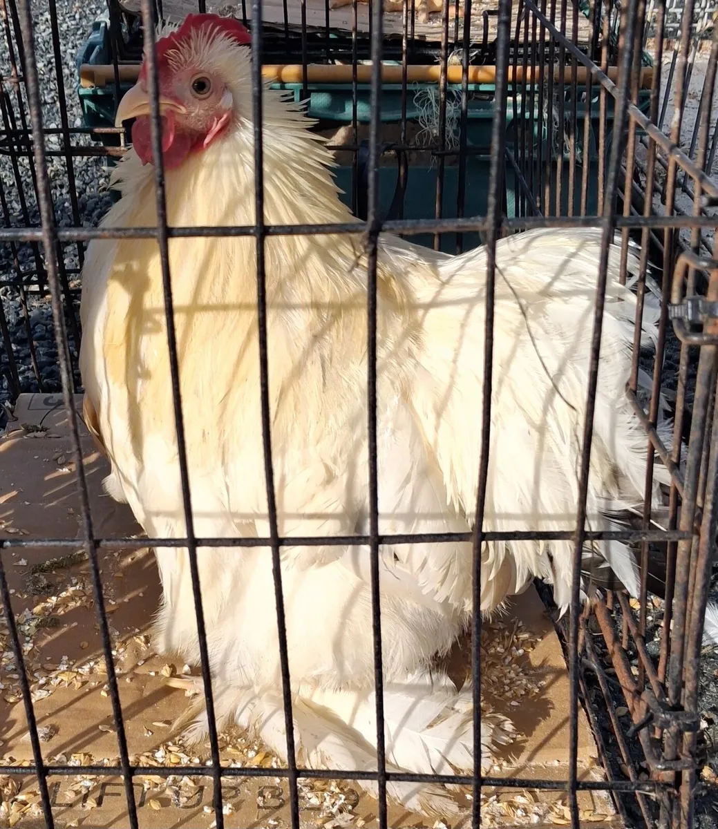 Pekin Pair - Image 3