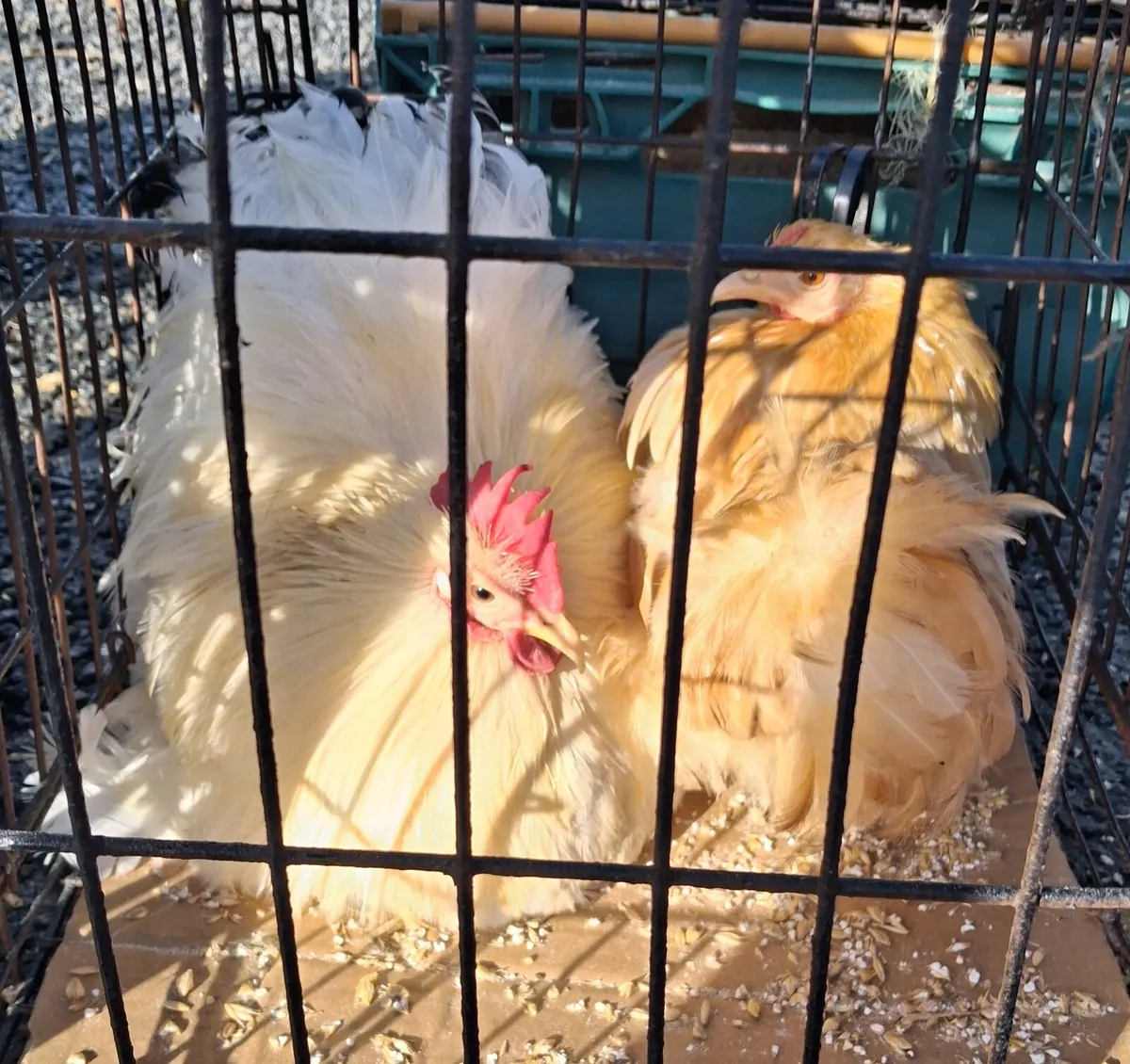 Pekin Pair - Image 1