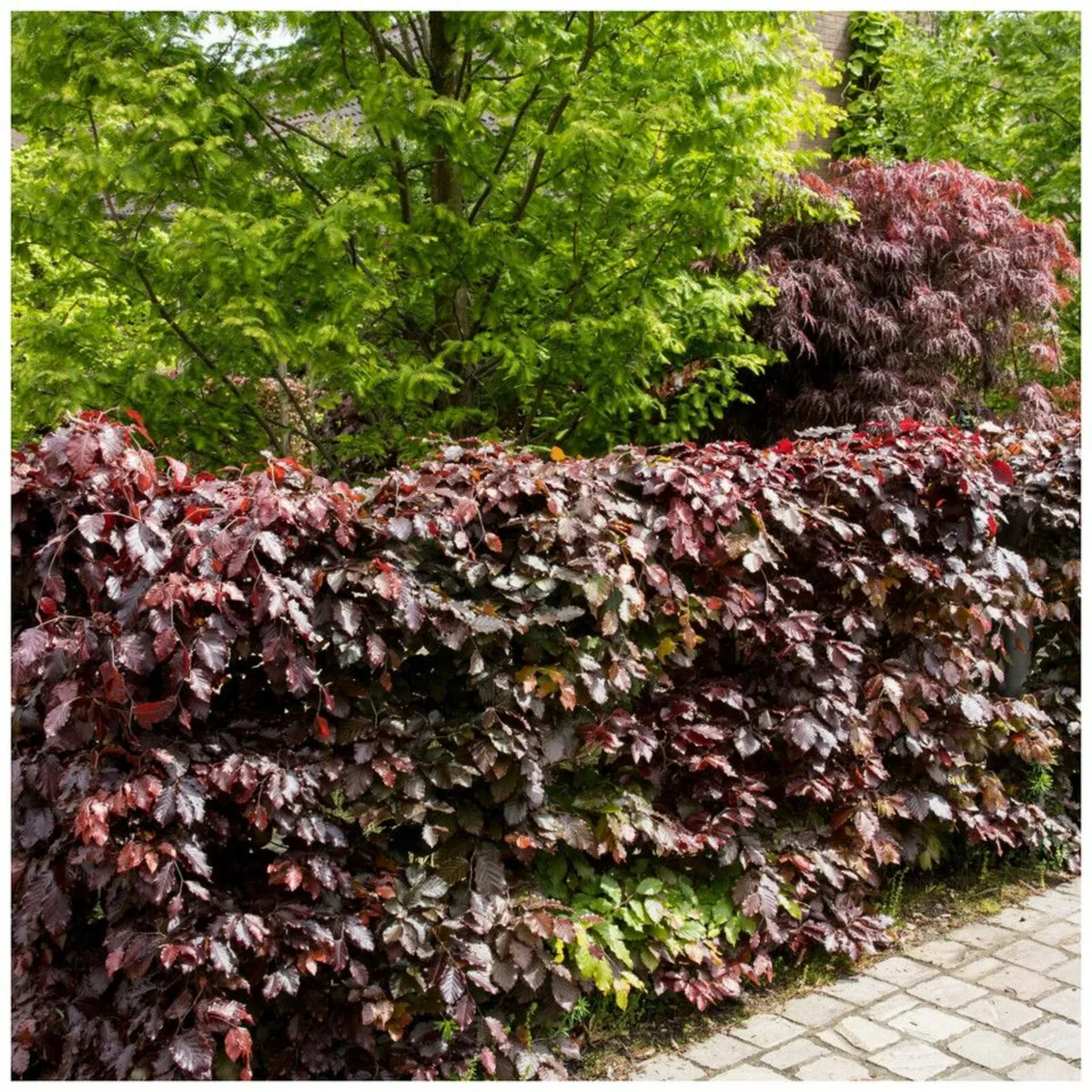 Bareroot Hedging Nationwide Deliver - Image 1