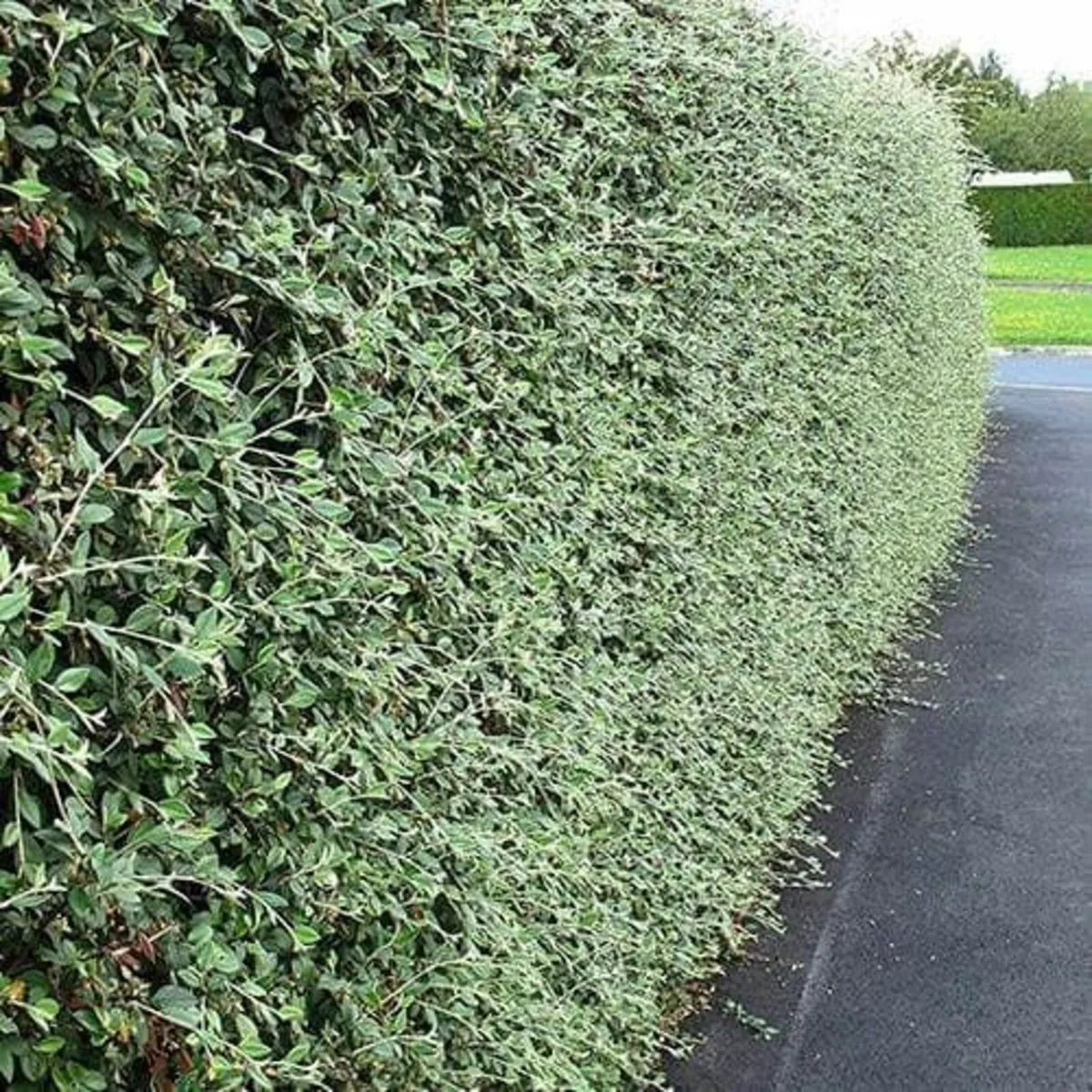Bareroot Hedging Nationwide Deliver - Image 2
