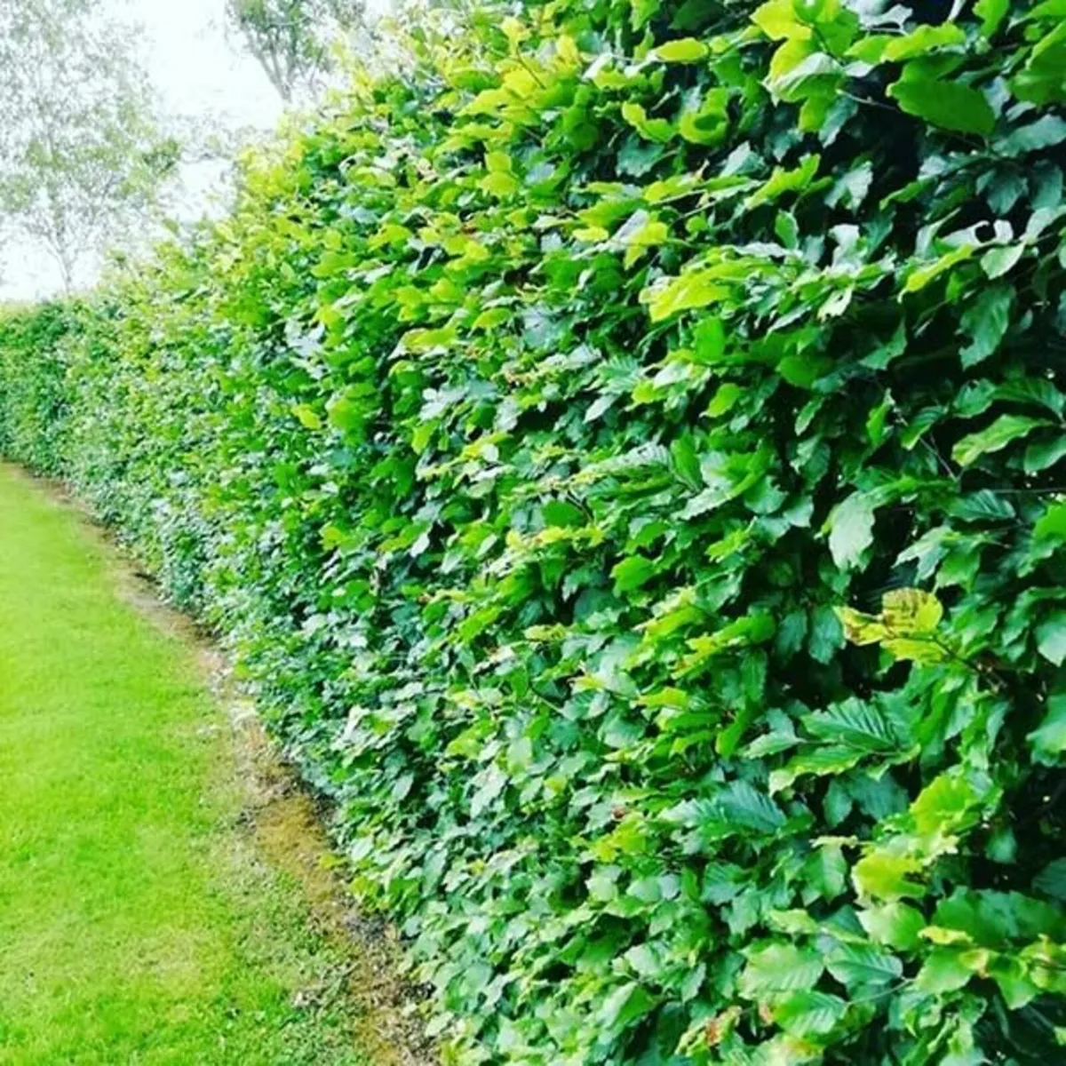 Bareroot Hedging Nationwide Deliver - Image 4