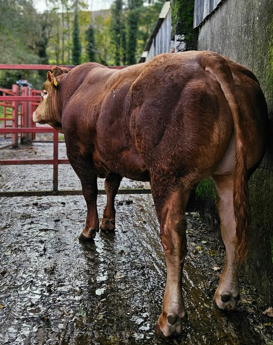Pedigree Limousin Bulls - Image 1