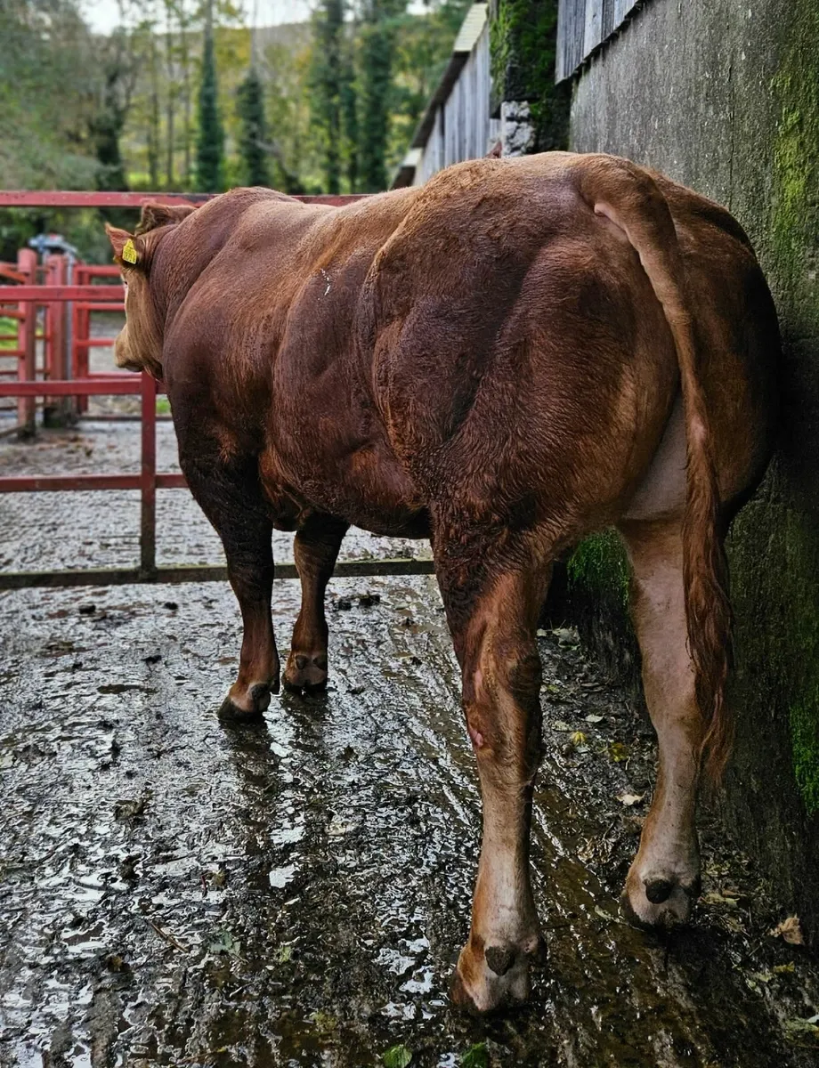 Pedigree Limousin Bulls - Image 2
