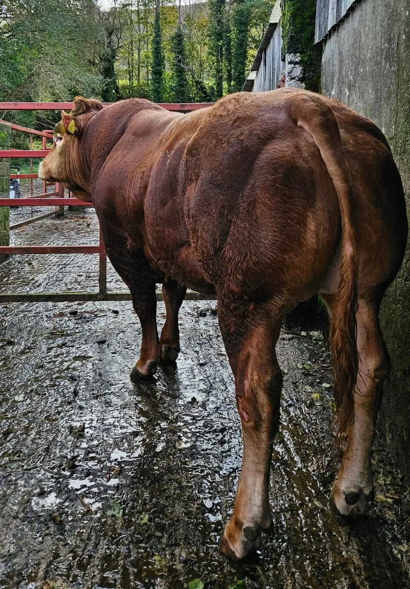 Pedigree Limousin Bulls - Image 3