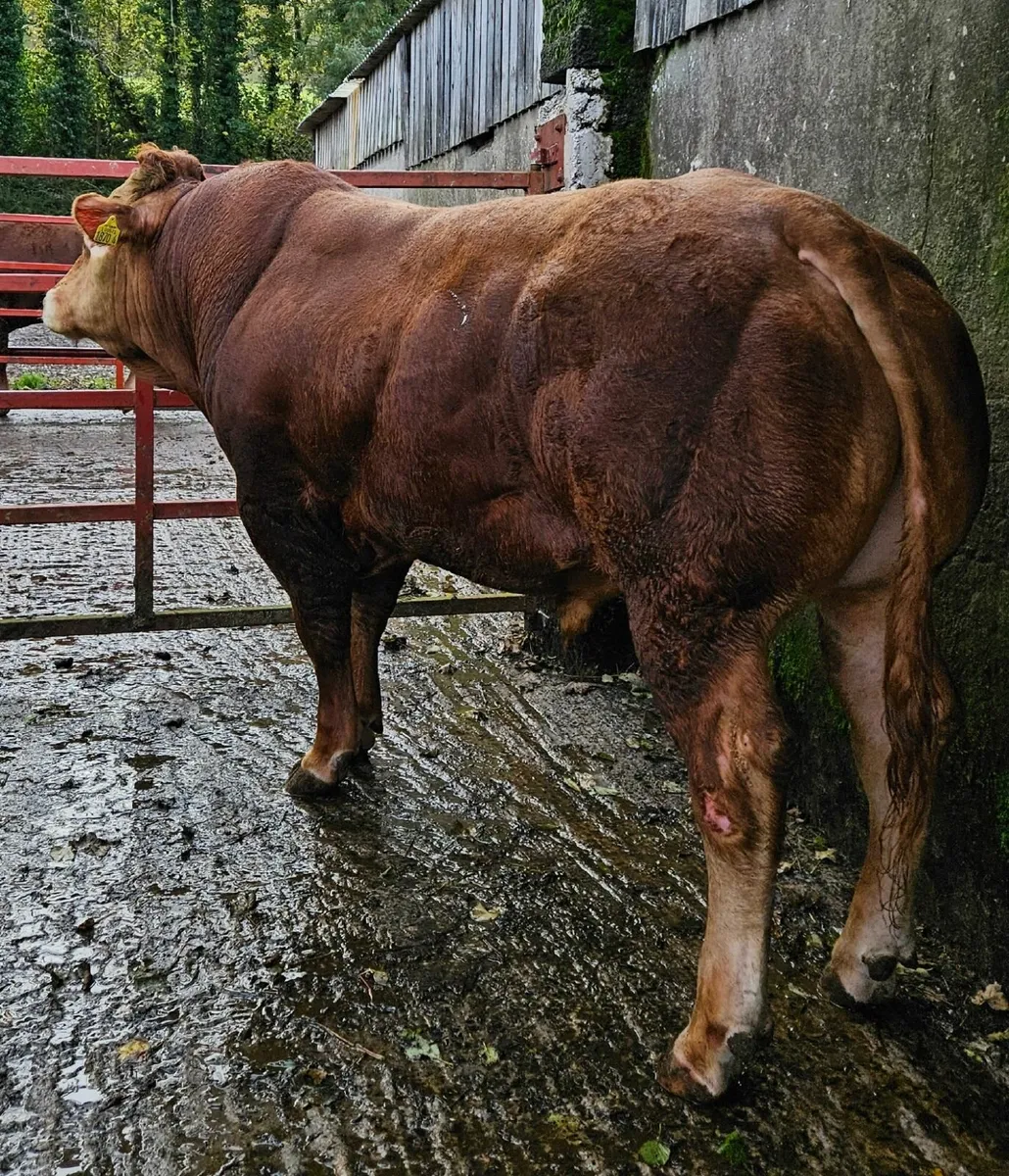 Pedigree Limousin Bulls - Image 4