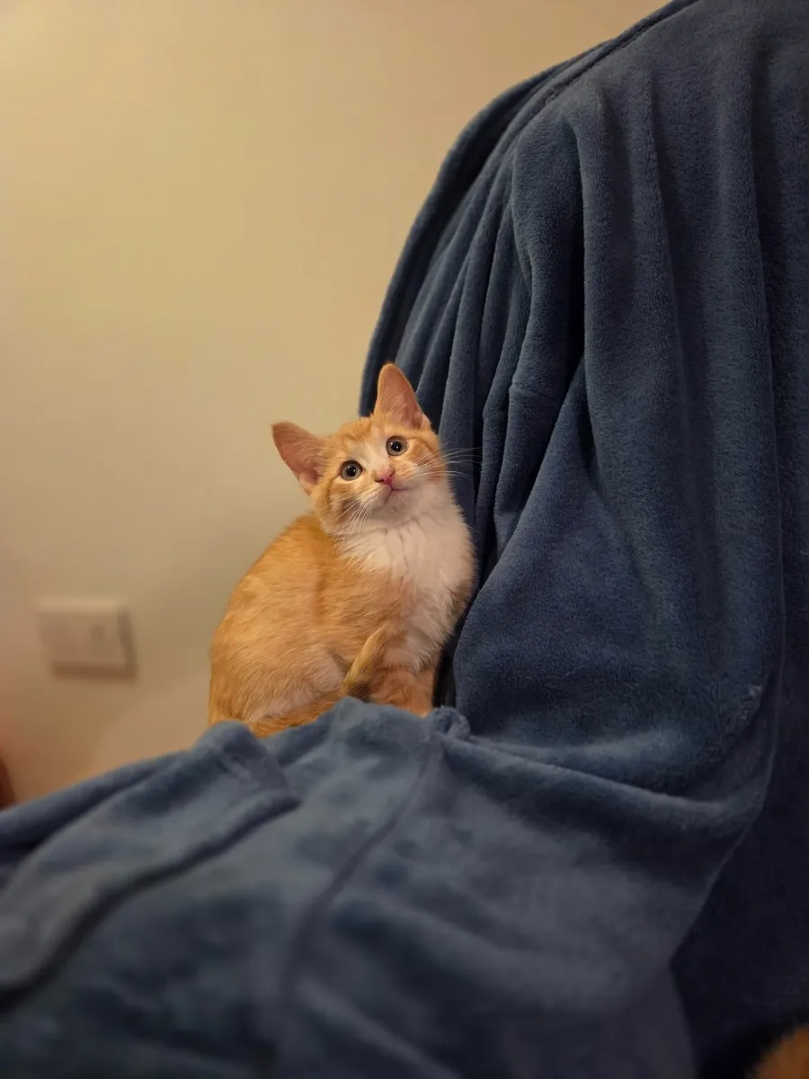 Ginger Kittens - Image 1