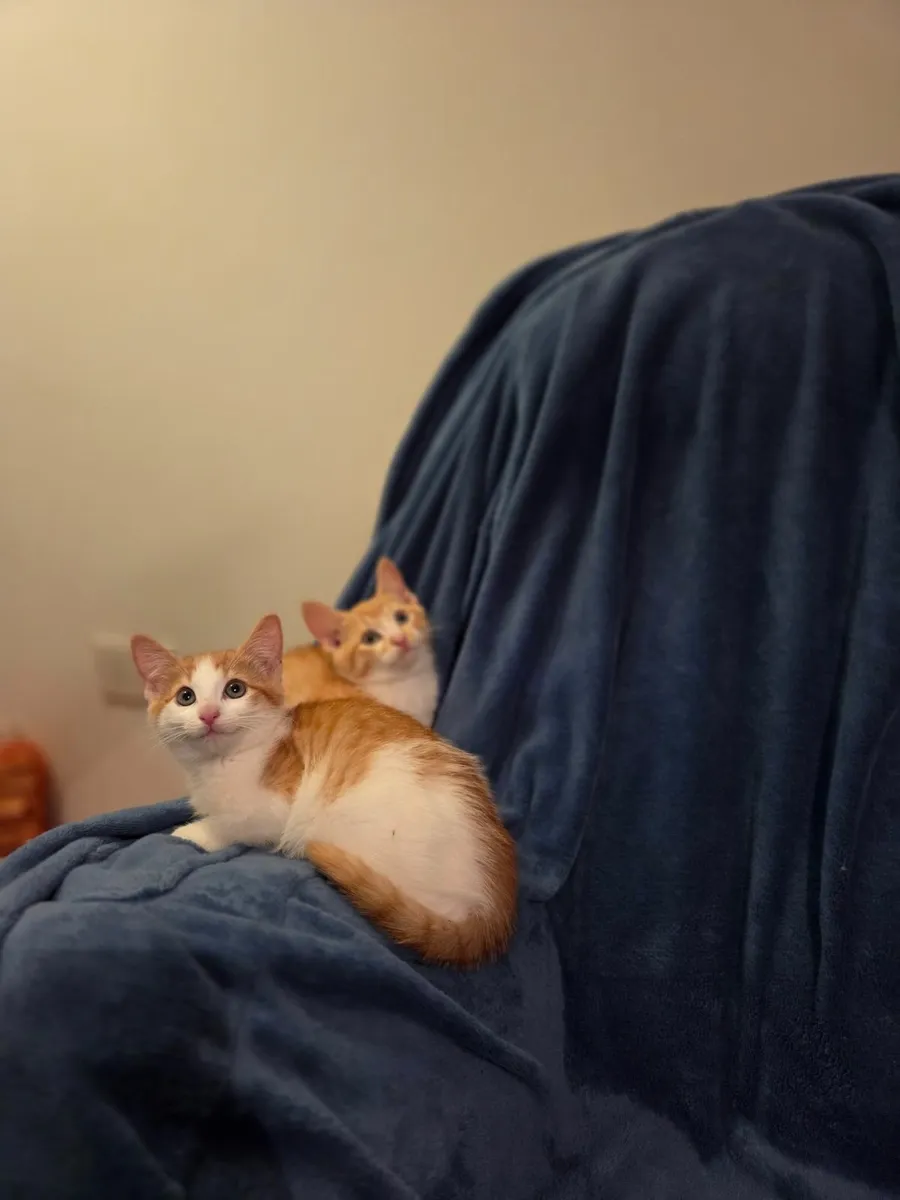 Ginger Kittens - Image 2