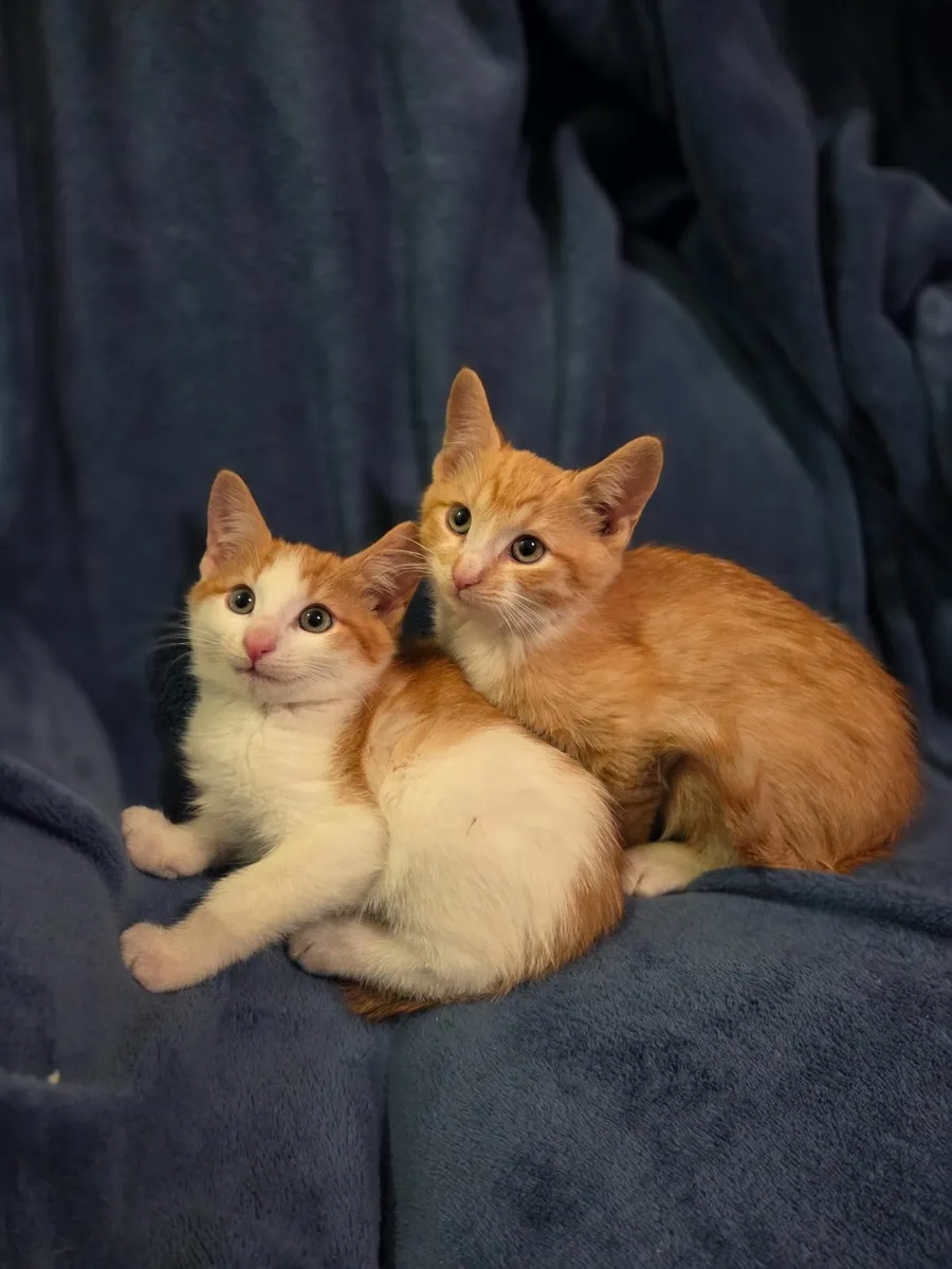 Ginger Kittens - Image 3