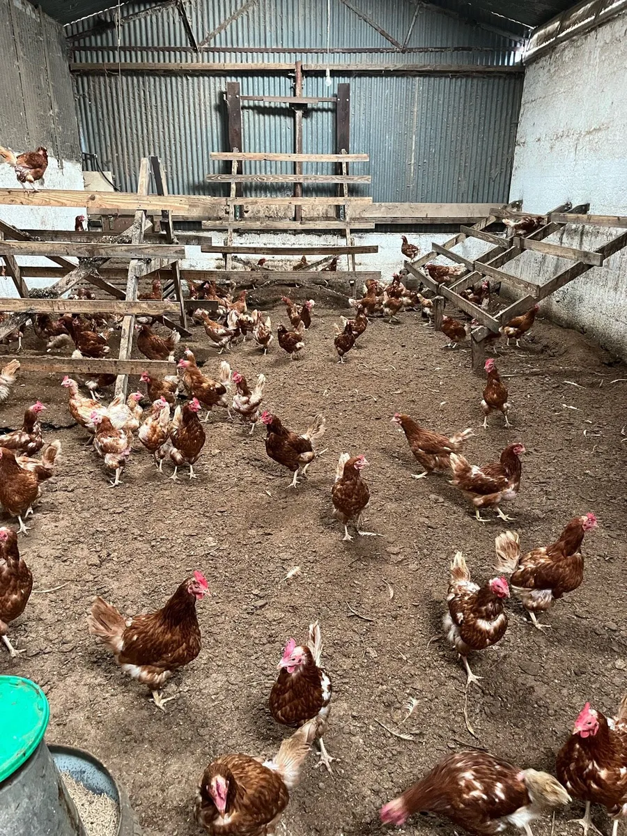 Hens - Image 1