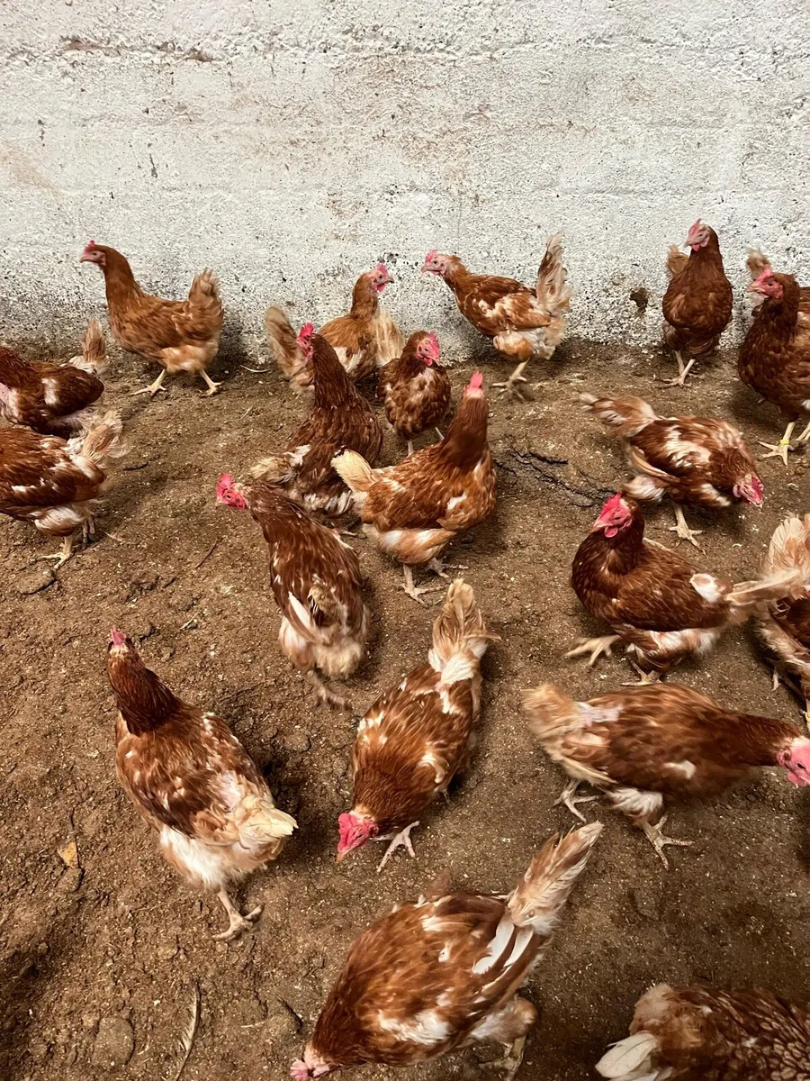 Hens - Image 2