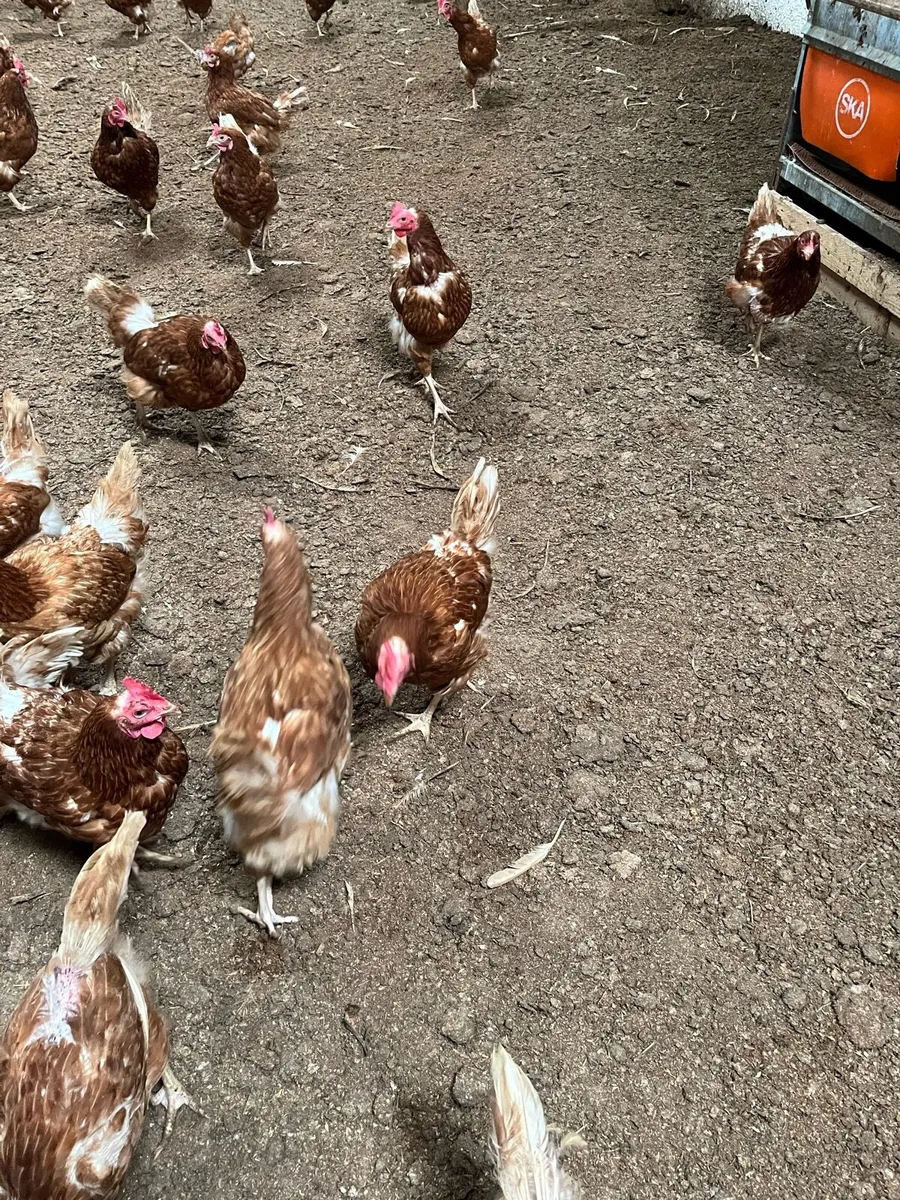 Hens - Image 3
