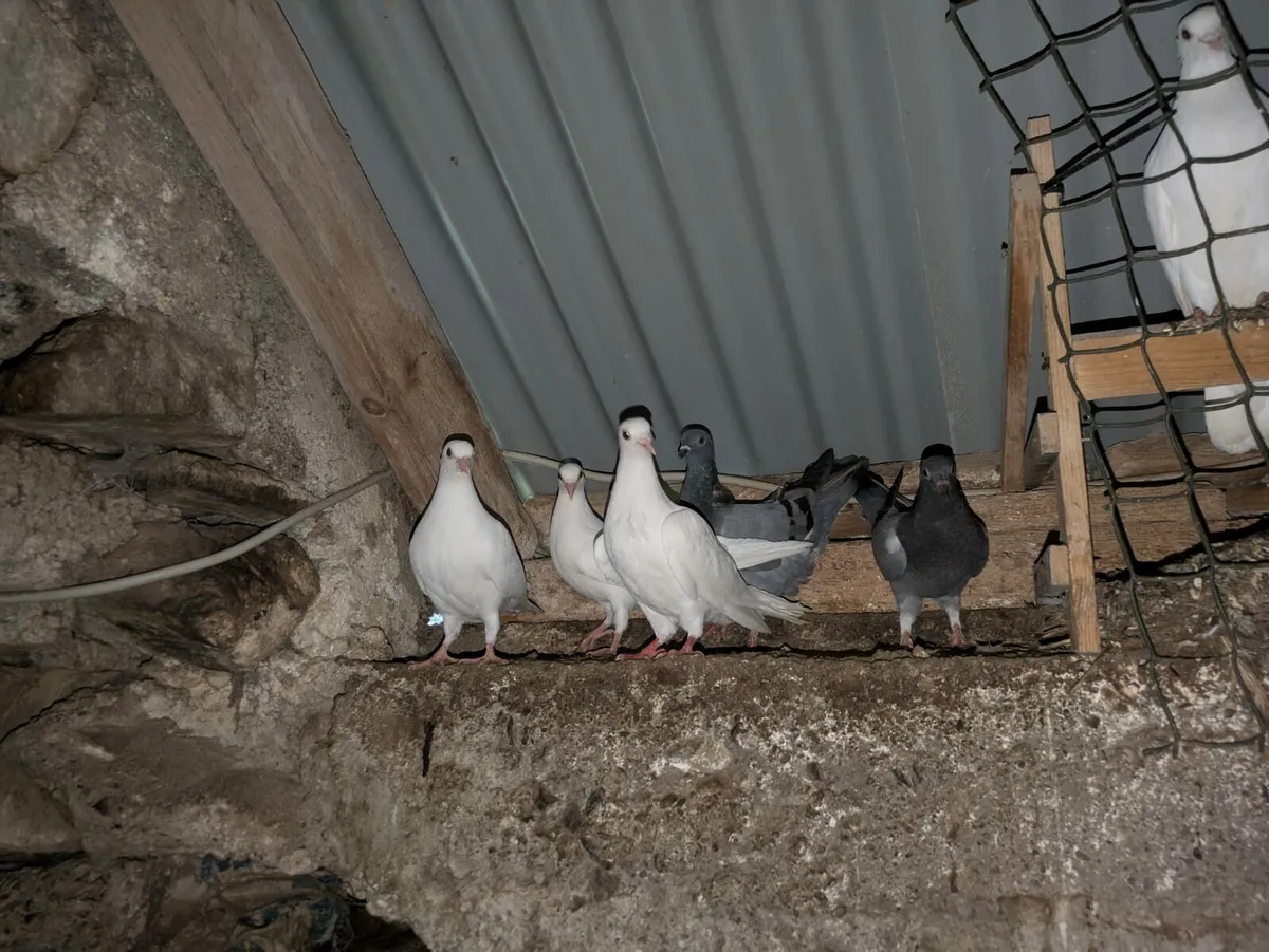 Pigeons - Image 4