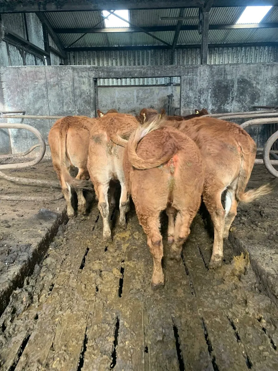 Limousin Breeding Heifers - Image 1