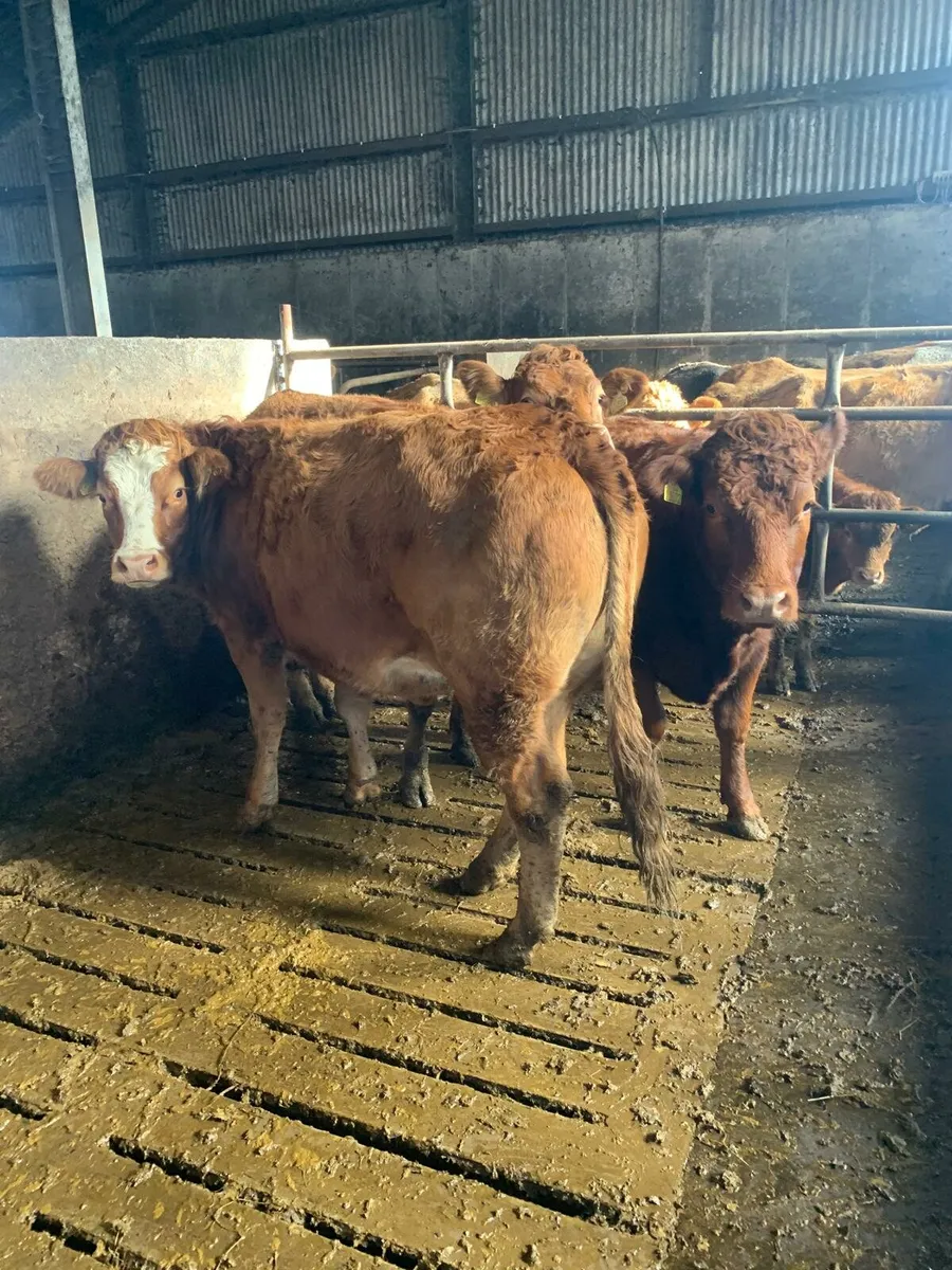 Limousin Breeding Heifers - Image 2