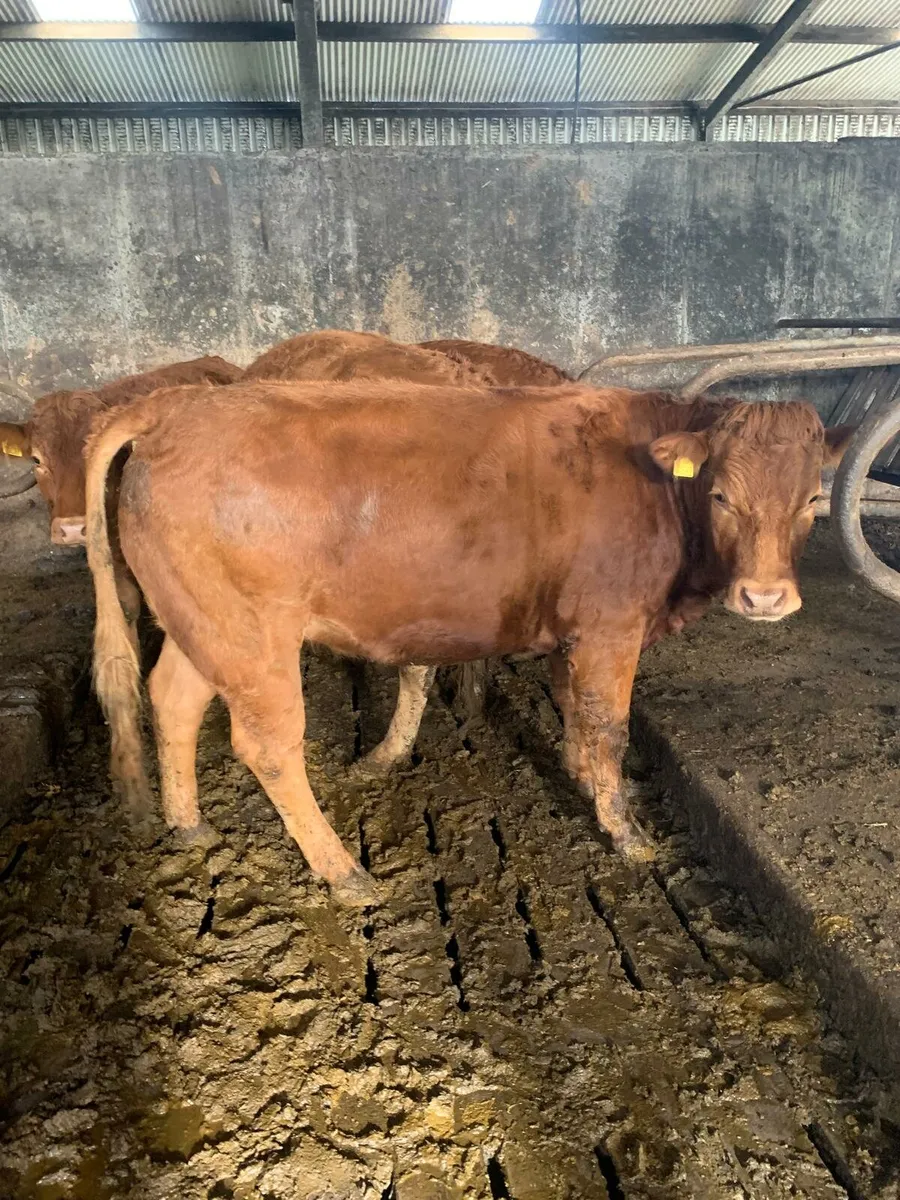 Limousin Breeding Heifers - Image 3