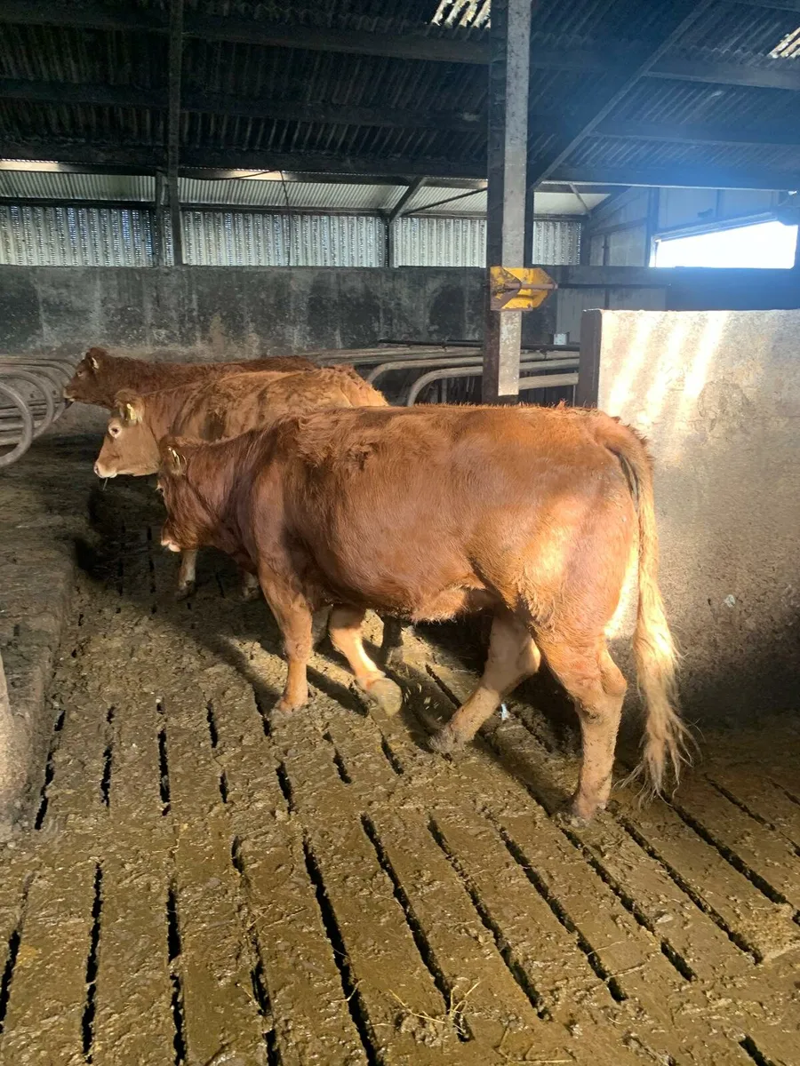Limousin Breeding Heifers - Image 4