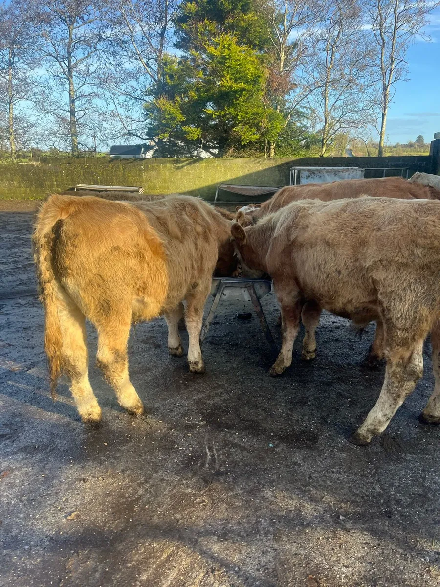 7 CH for Sale - Image 3