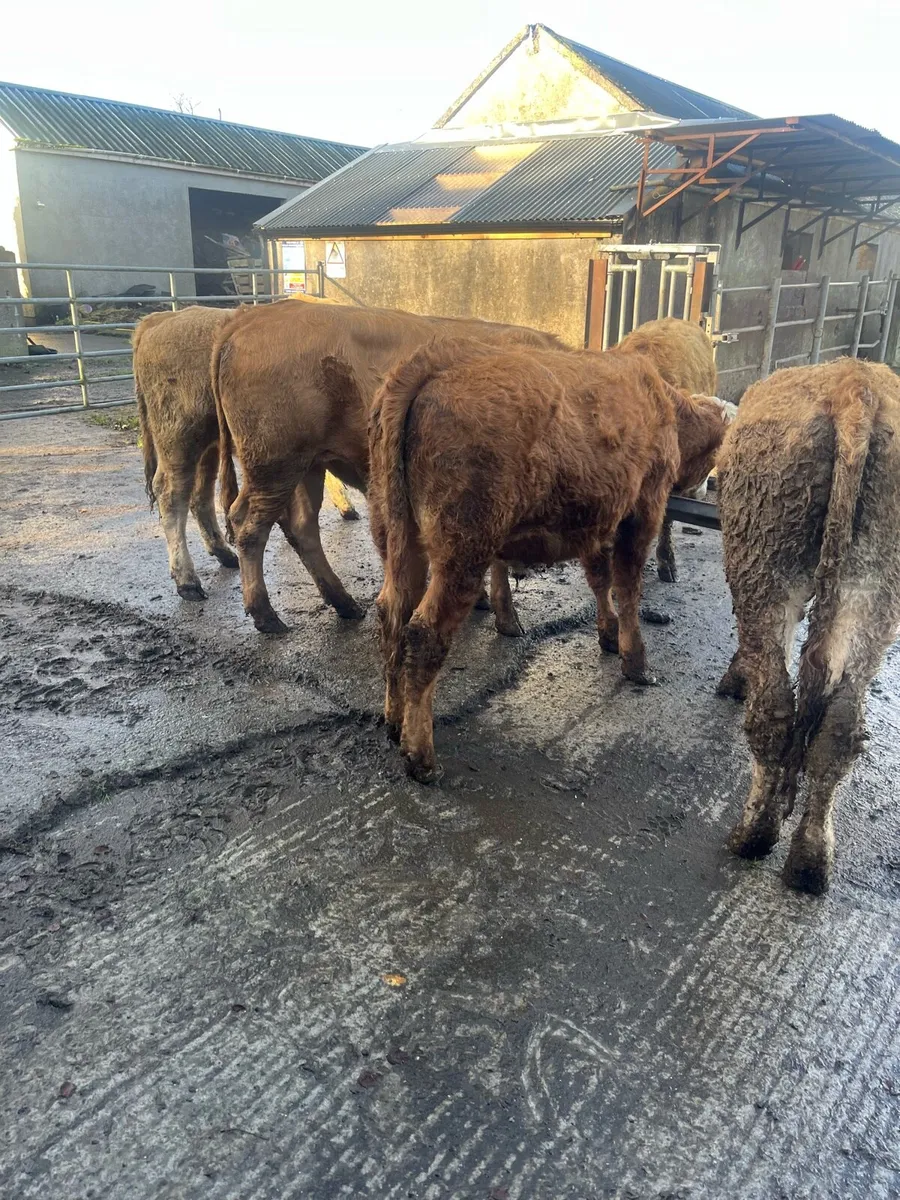 7 CH for Sale - Image 4