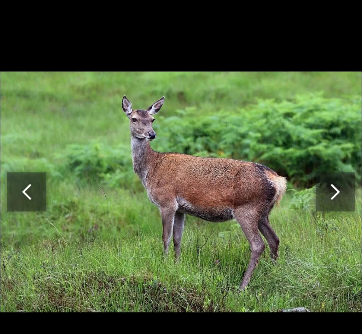 Red,sika fallow free deer management!!