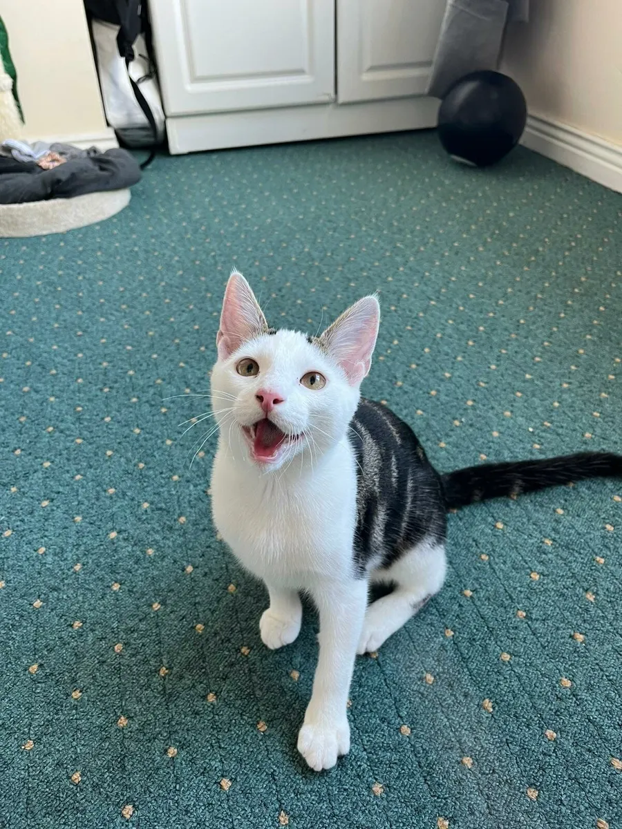 Lucky 6 m old kitten - Image 4